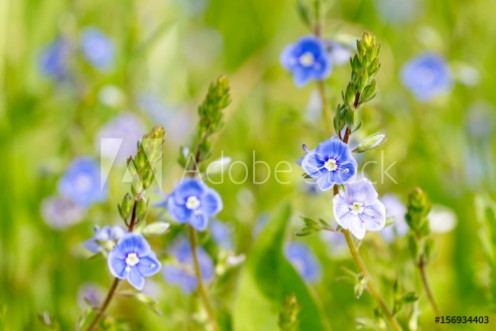 Picture of Blue wildflowers at the meadow